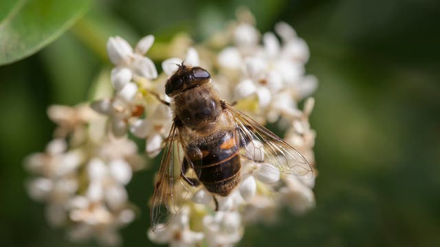 Schwebfliege simuliert Biene