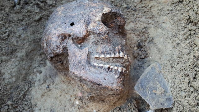 Skelett bei einer archäologischen Ausgrabung