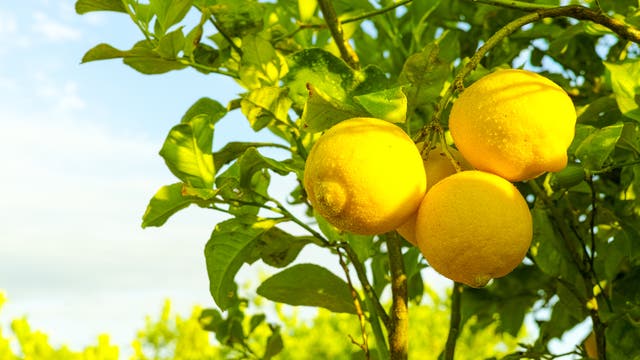Drei reife Zitronen hängen am Zitrusbäumchen