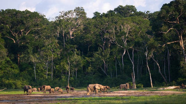 Elefanten auf einer Waldlichtung im Kongo