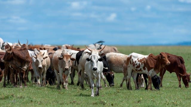 Rinder in Kenia