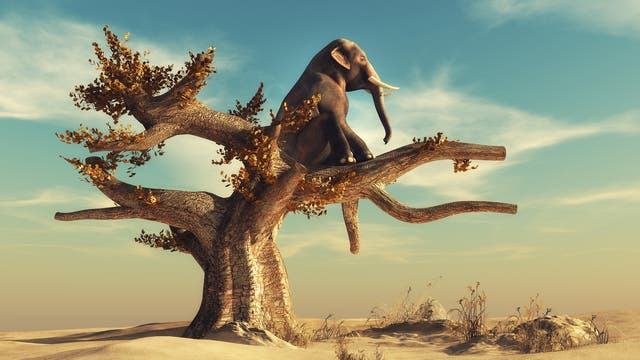 Ein Elefant auf einem Baum betrachtet die Landschaft