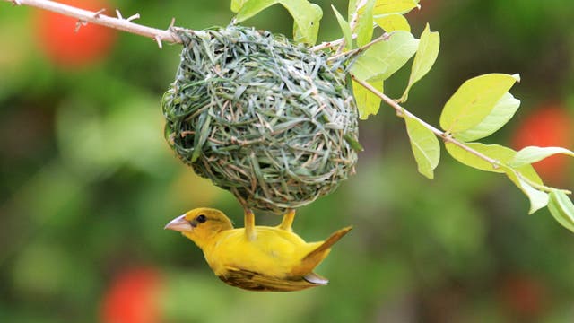 Ein gelber Webervogel hängt kopfüber am kugeligen Nest aus Grashalmen.