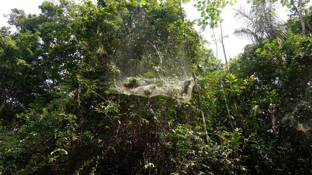Spinnenkolonie im gemeinsamen Netz