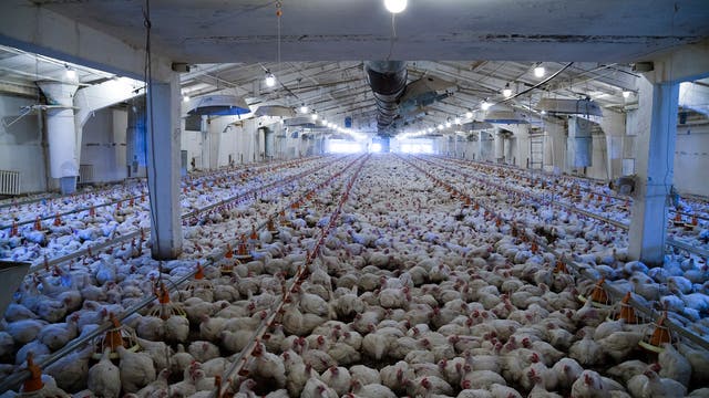 Veronika Settele: Deutsche Fleischarbeit