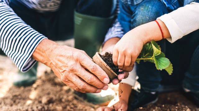 Älterer Mensch hilft Kind beim Gärtnern