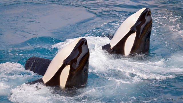 Zwei Orcas schauen aus dem Wasser