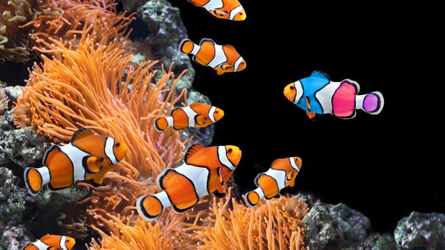 Bunter Clownfisch sticht aus Gruppe normal gefärbter heraus