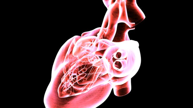 MRT-Scan eines menschlichen Herzens