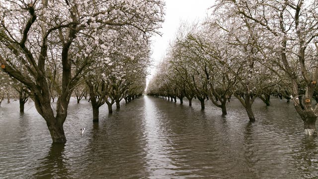 Überschwemmte Mandelplantage in Chico, Kalifornien, am 20. Februar 2017.