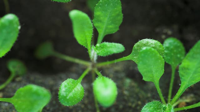 Ergrünte Arabidopsis-Pflänzchen