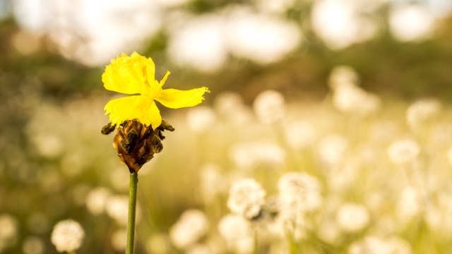 Dies ist das Original: ein Xyris-Gras, das der Pilz Fusarium xyrophilum gern nachahmt.
