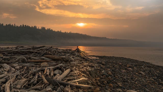 Holz treibt im Mackenzie-Fluss und sammelt sich an seinem Ufer.