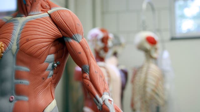 Anatomisches Modell eines Menschen
