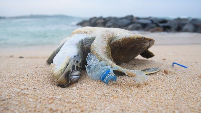 Eine Meeresschidkröte liegt tot am Strand