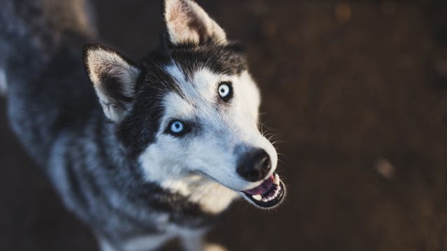 Sibirischer Husky mit blauen Augen