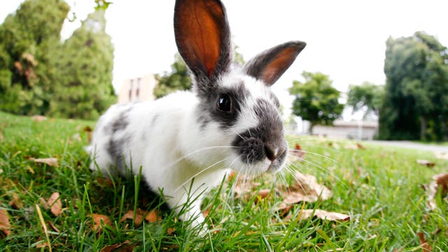 Kaninchen auf Schnuppertour im Park
