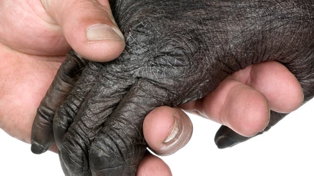 Ein Mensch gibt einem Affen die Hand.