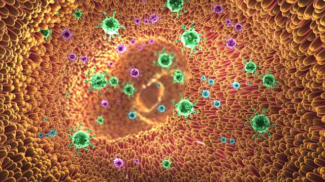 Leben und Viren im Darm