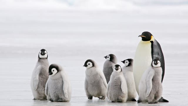 Ein ausgewachsener Kaiserpinguin und sieben Jungtiere auf dem Eis.