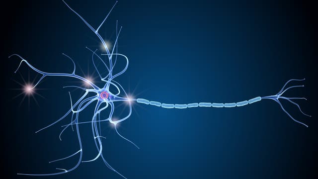 Künstliche Darstellung eines Neurons mit Myelinscheide