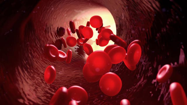 Rote Blutkörperchen in Blutbahn