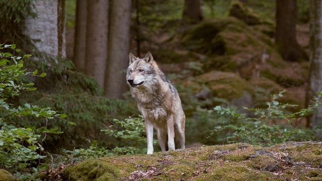 Ein Wolf steht auf einer Anhöhe in lichtem Wald.