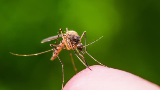 Eine Mücke saugt Blut aus einem Finger.
