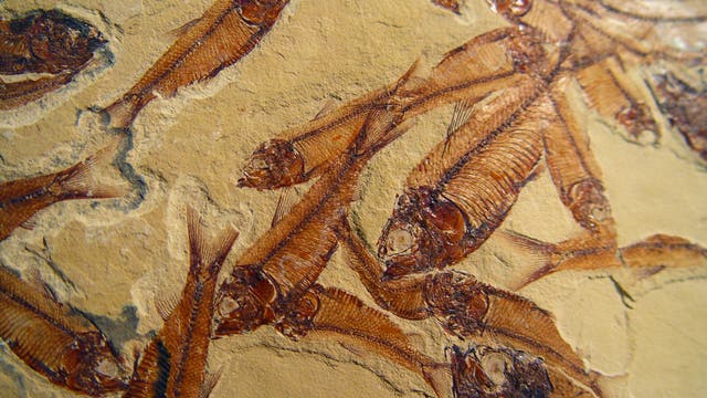 Fossile Fische