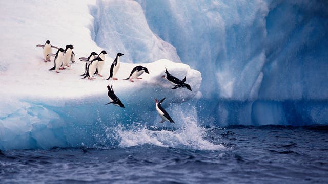 Adelie-Pinguine springen von einem Eisberg