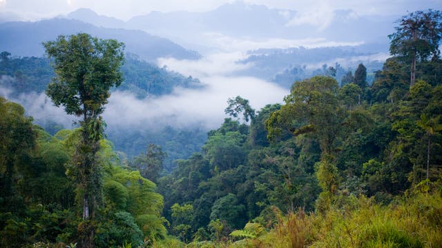 Nebelwälder gibt es zum Beispiel in Ecuador.