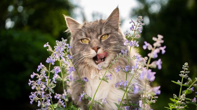 Eine Katze leckt sich das Maul vor einer violett blühenden Katzenminze-Pflanze
