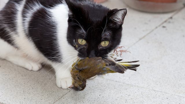 Katze mit erbeutetem Vogel