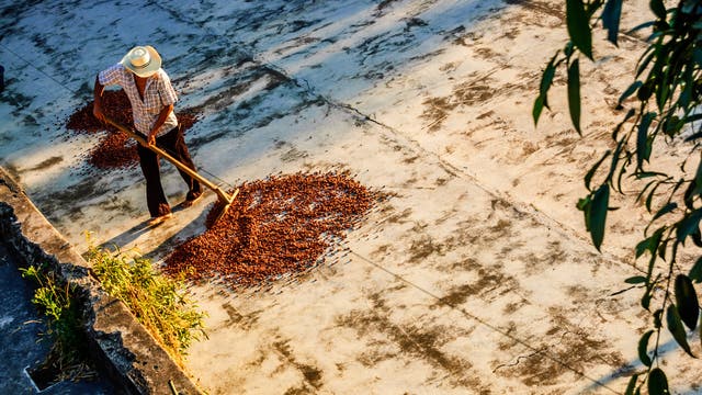 Trocknen von Kakaobohnen auf einer Plantage in Guatemala