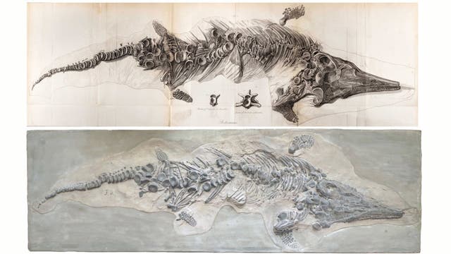 Abdruck und Skizze des fraglichen Fossils