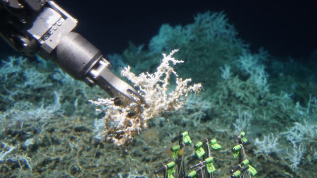 Tauchroboter sammelt Korallenprobe ein