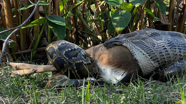 Ein Tigerpython-Weibchen verspeist einen Weißwedelhirsch. 