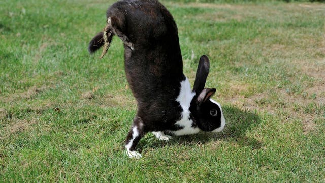 Kaninchen macht Handstand
