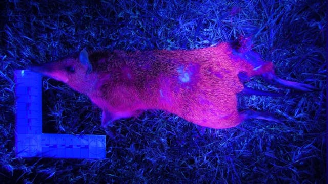 Ein Beuteltier liegt auf dem Boden, beleuchtet von ultraviolettem Licht, das sein Fell in leuchtenden Farben erscheinen lässt. It's not resting.