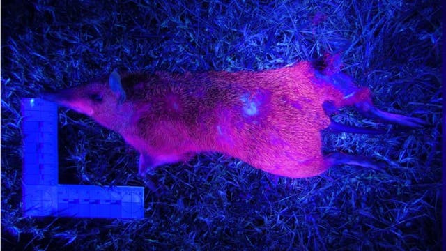 Ein Beuteltier liegt auf dem Boden, beleuchtet von ultraviolettem Licht, das sein Fell in leuchtenden Farben erscheinen lässt.