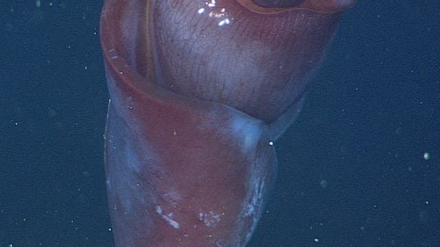 Kalmar-Weibchen