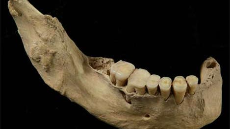 Unterkiefer des 40 000 Jahre alten menschlichen Skeletts aus China