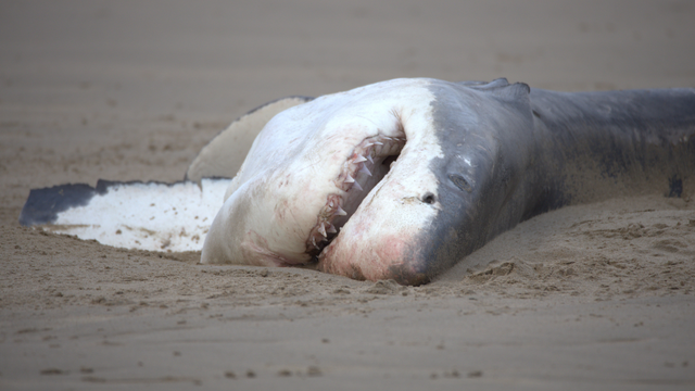 Ein toter Weißer Hai liegt auf einem gelblich-braunen Sandstrand. Sein Maul ist offen und Zähne sind zu sehen