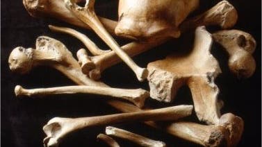 Neandertaler-Knochen