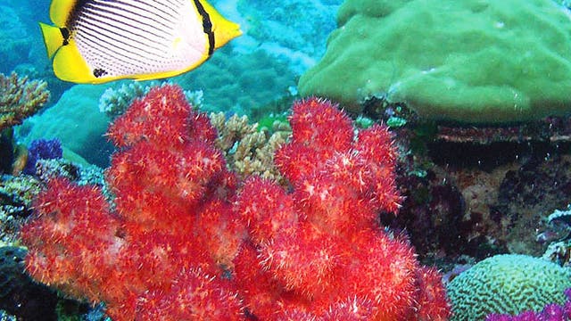 Korallenriff Falterfisch