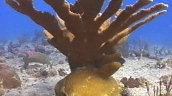 Koralle vor den Jungfern-Inseln