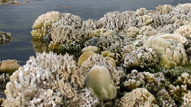 Nach Erdbeben abgestorbene Korallen