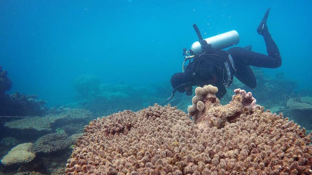 Taucher dokumentiert die Schäden durch Korallenbleiche am Great Barrier Reef