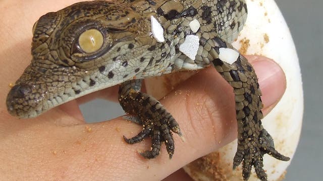 frisch geschlüpftes Baby-Krokodil, noch halb im Ei