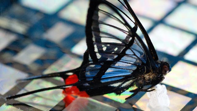 Schmetterling auf Sensorhaut